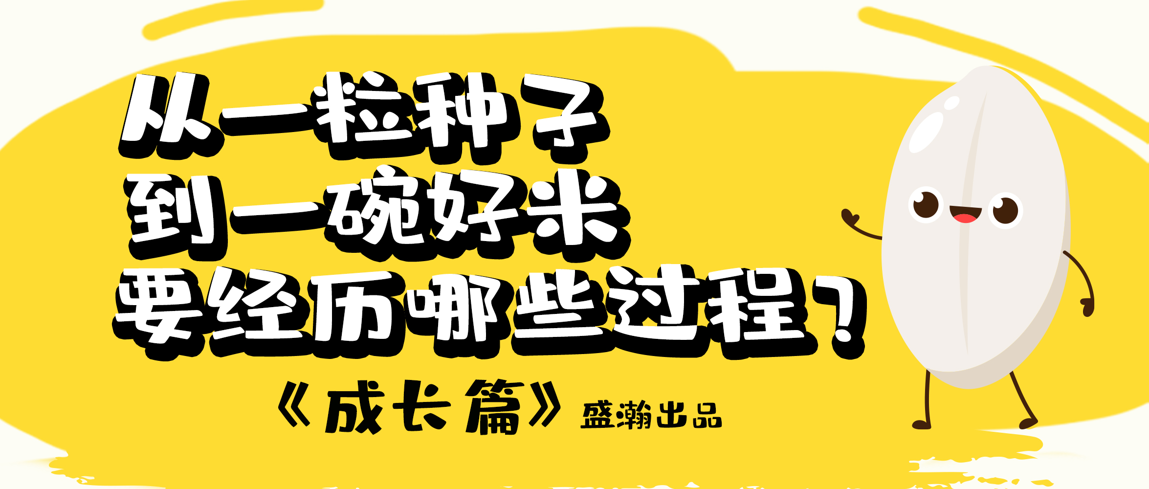 大米的一生-成長(zhǎng)篇 | 從一粒種子到一碗好米要經(jīng)歷哪些過(guò)程？